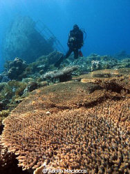 Massive Acroporas @ Kormoran wreck
(wreck visible behind... by Adolfo Maciocco 
